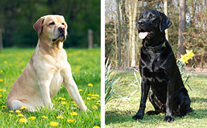 Labrador Retriever Dog Breed: Grooming, Temperament, and More