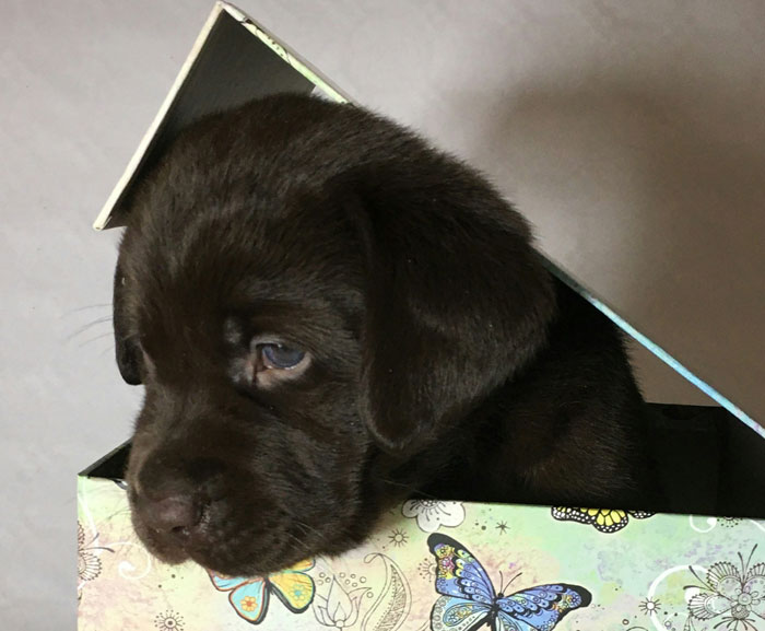 black labrador puppy in the box