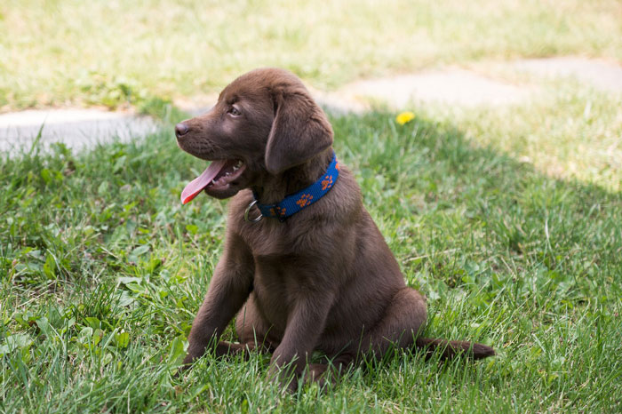 brown labrador retriever puppy sitting on the grass