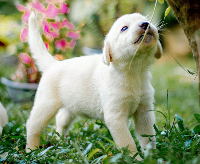 white labrador retriever puppy standing on the grass