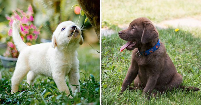 Top 200 Labrador Retriever Names for Your New Puppy