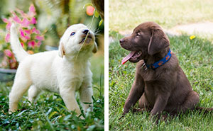 Top 200 Labrador Retriever Names for Your New Puppy