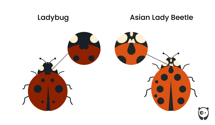 illustrated difference between ladybug and asian lady beetle 