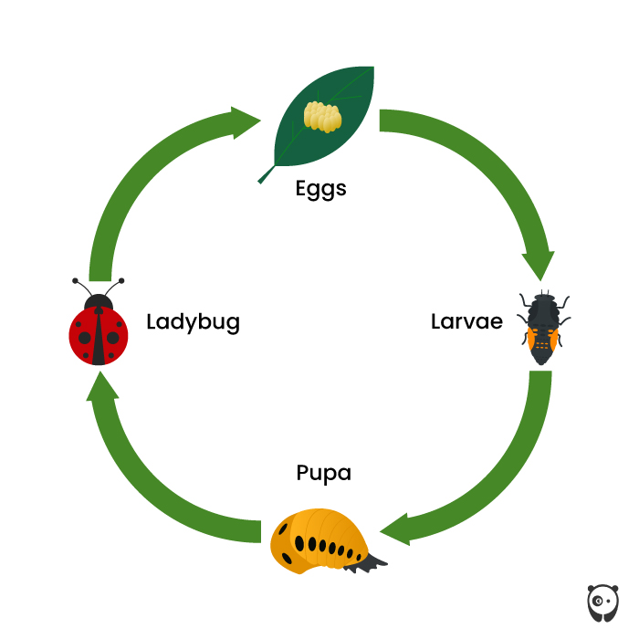 illustrated ladybug life cycle 