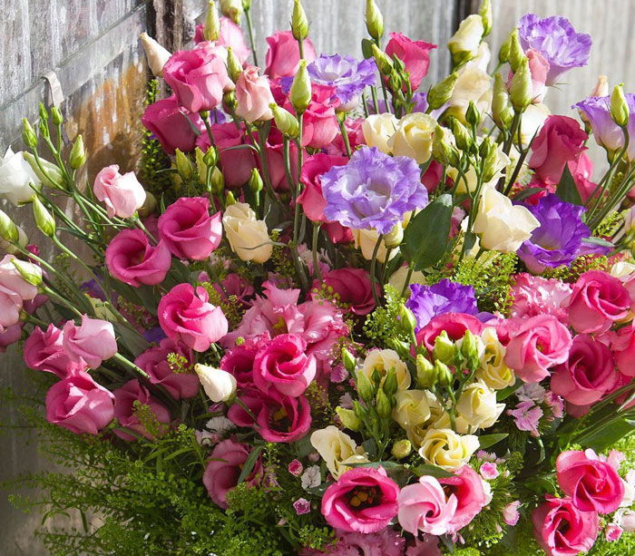 a bunch of lisianthus flowers in various colors