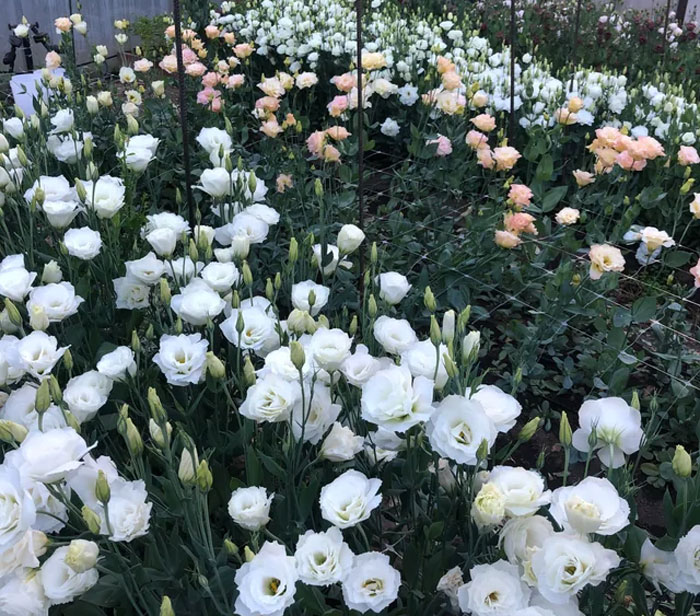 white lisianthus flowers in a garden