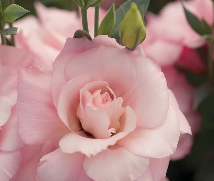 Close up view of a mariachi pink lisianthus flower Close up view of a mariachi pink lisianthus flower
