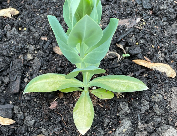 yellow leaf of lisianthus in the ground
