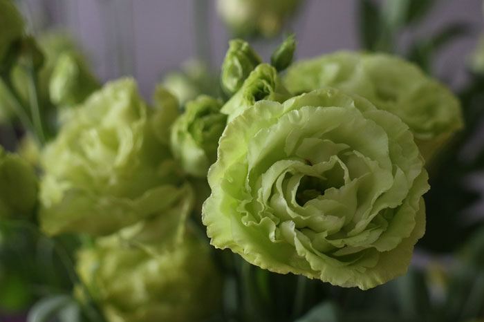 Rosanne green lisianthus flowers