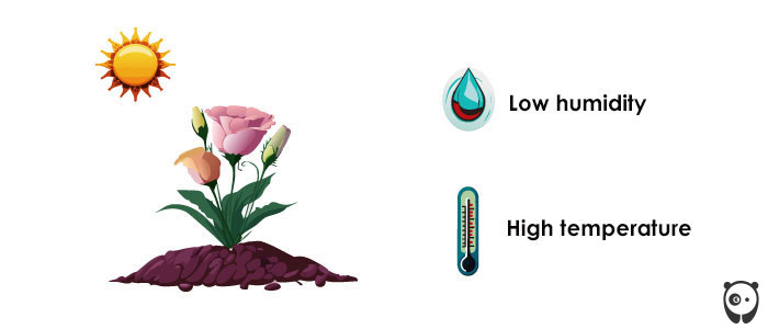 Illustration of temperature and humidity of lisianthus