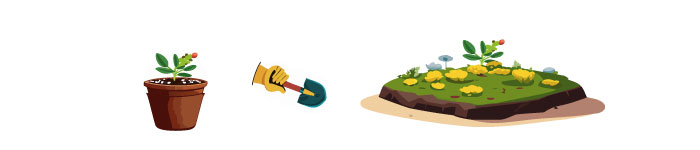 Illustration of growing lisianthus from the seeds Illustration of growing lisianthus from the seeds