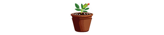 Illustration of growing lisianthus from the seeds
