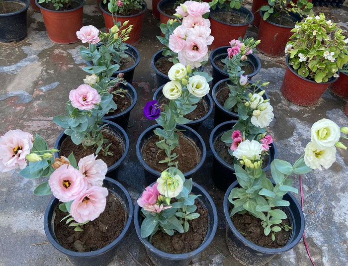 lisianthus flowers in pots