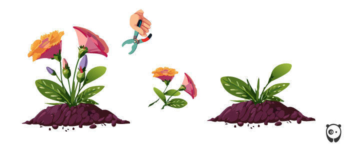 Illustration of pruning lisianthus Illustration of pruning lisianthus