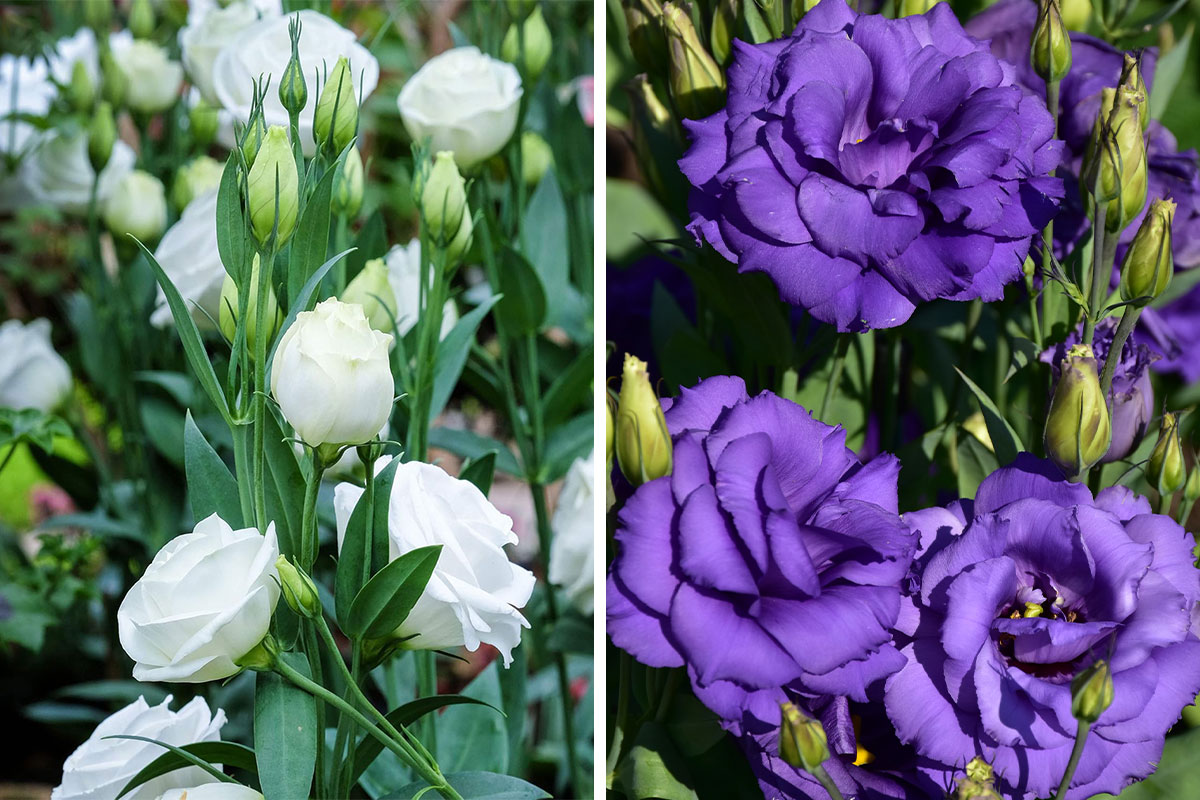 Roses In Disguise How To Grow And Care For Lisianthus Bored Panda