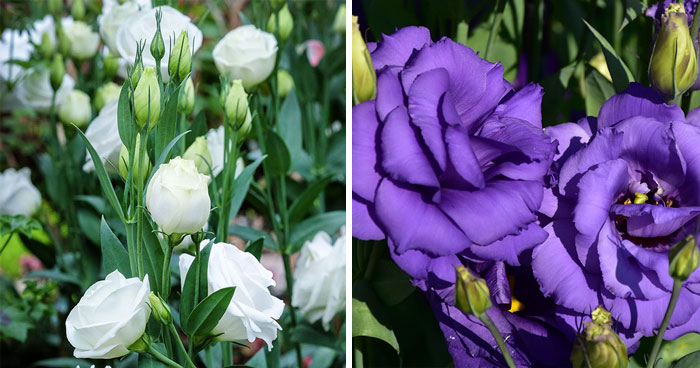 Roses In Disguise: How To Grow And Care For Lisianthus