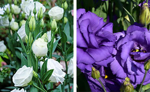 Roses In Disguise: How To Grow And Care For Lisianthus