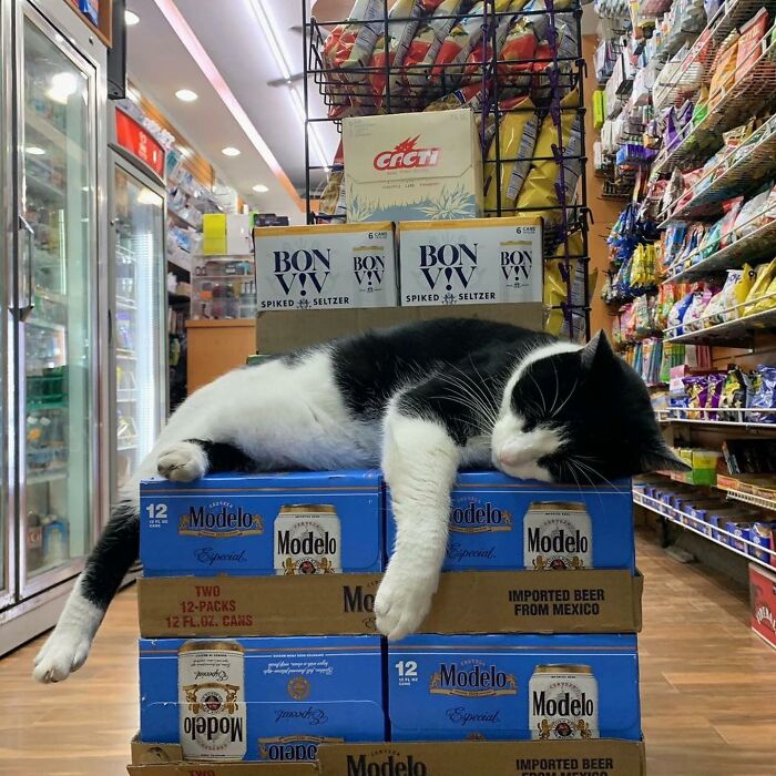 We Capture The Essence Of NYC Through Cute And Funny Photos Of Bodega Cats