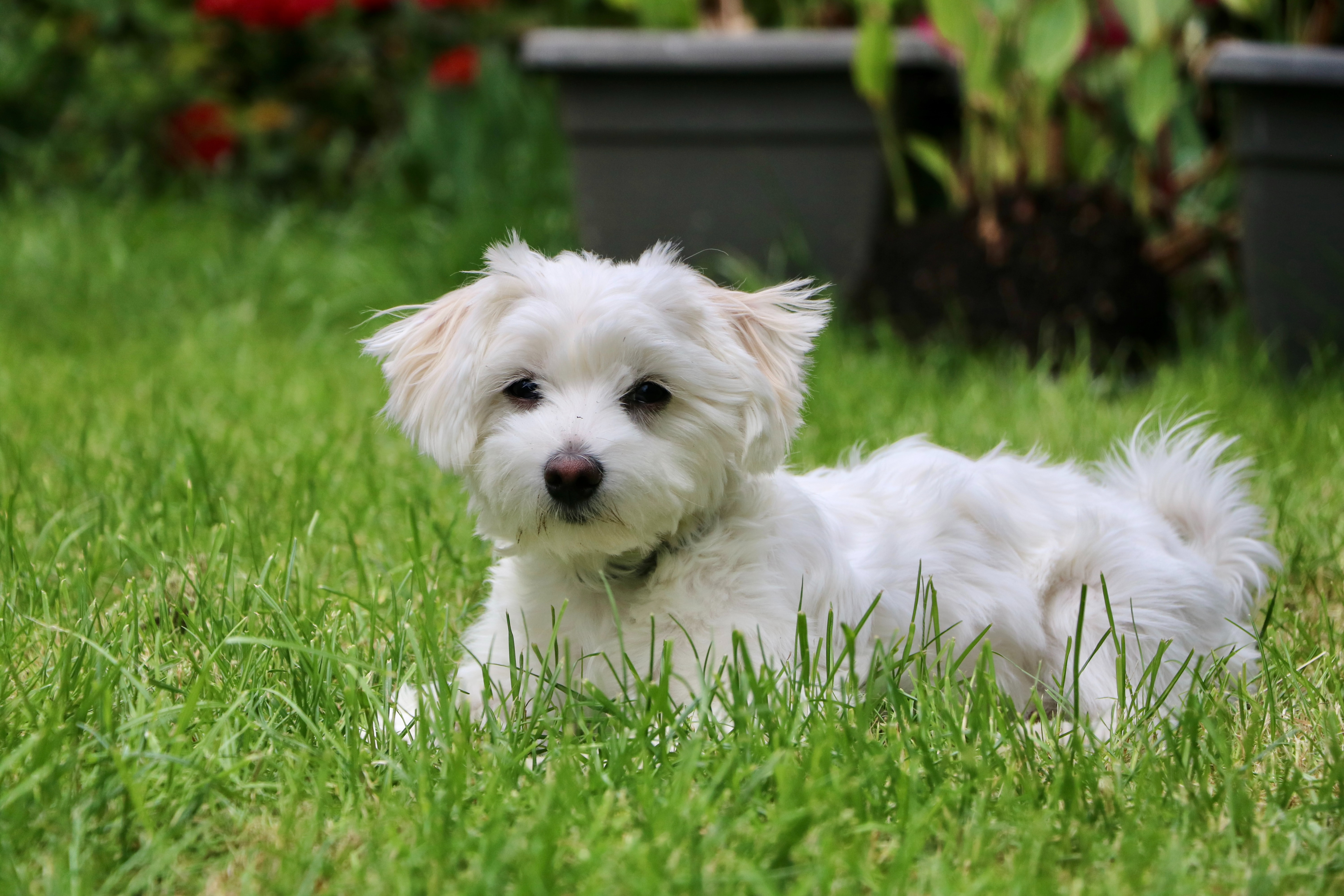 white maltese shih tzu dog lying on the ground