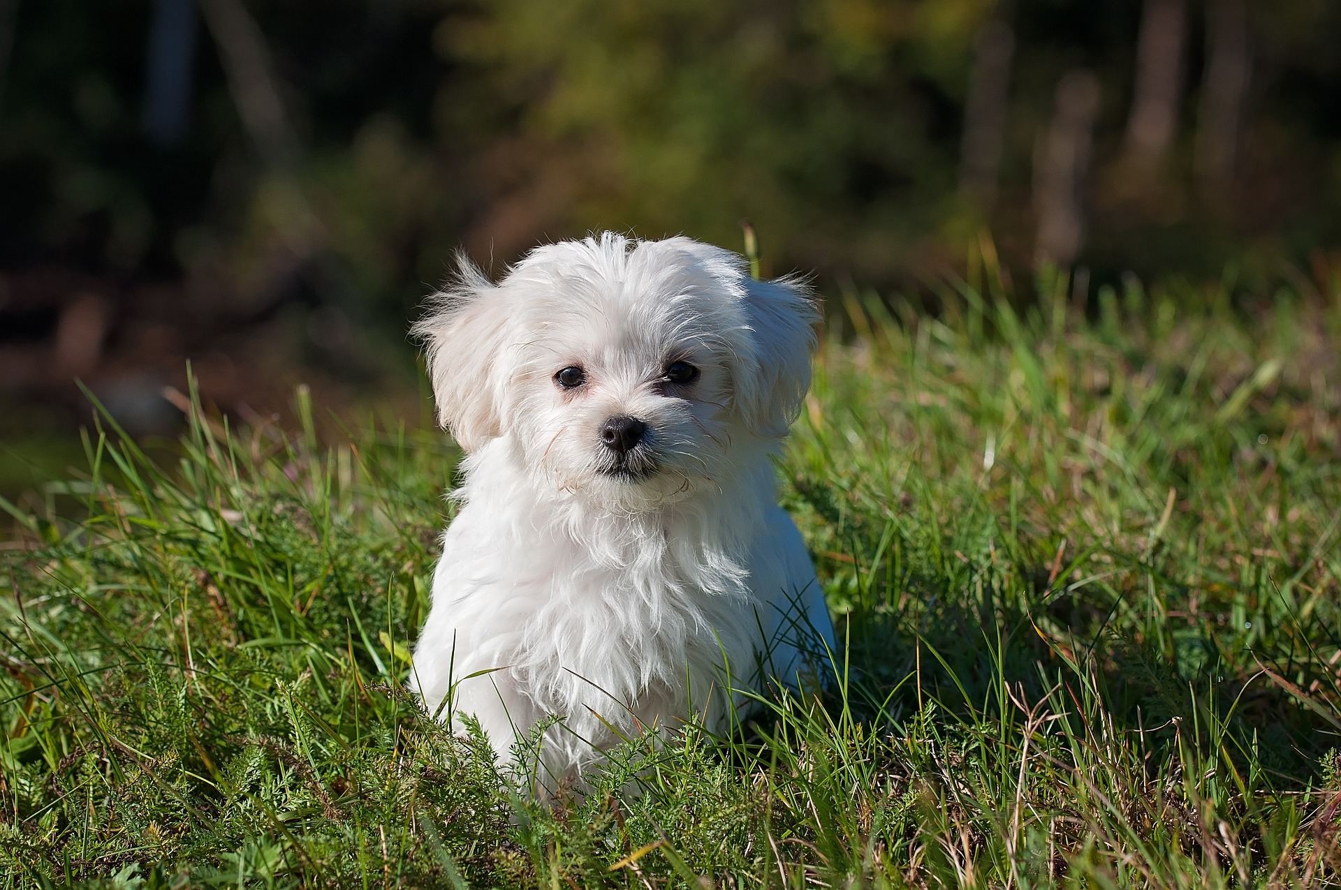 white maltese shih tzu dog sitting on the ground
