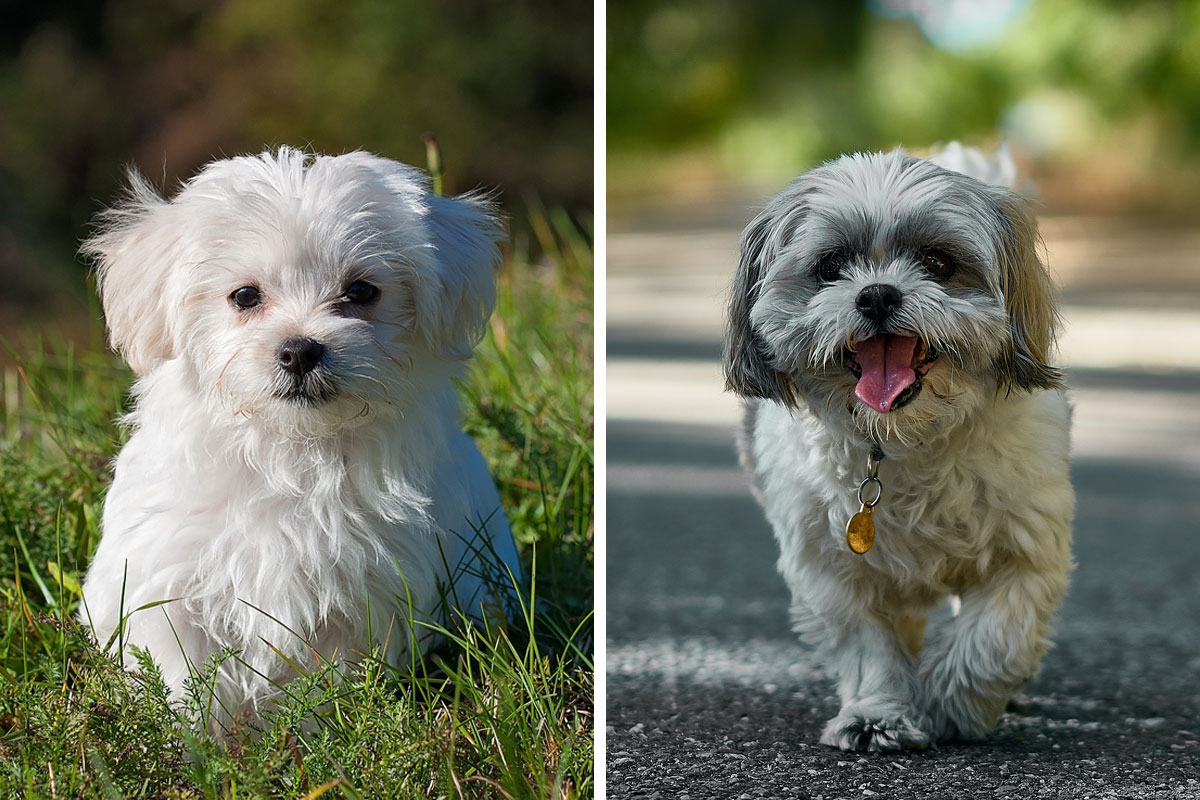 Maltese Shih Tzu Mix Breed Guide Characteristics Facts Bored Panda Maltese Shih Tzu Mix Breed Guide Characteristics Facts Bored Panda