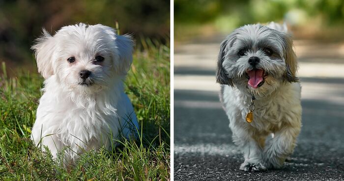 Maltese Shih Tzu Mix Breed Guide: Characteristics & Facts