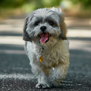 Maltese Shih Tzu Mix Breed Guide: Characteristics & Facts