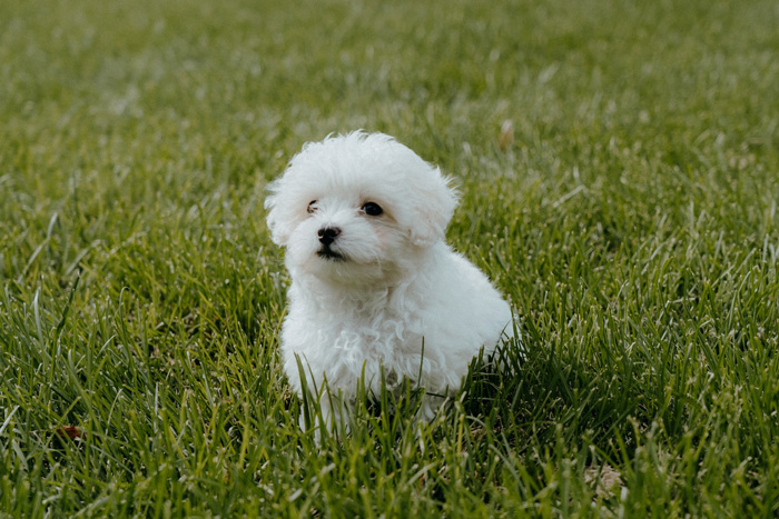 A fluffy Maltipoo sitting on green grass in a park. A fluffy Maltipoo sitting on green grass in a park.