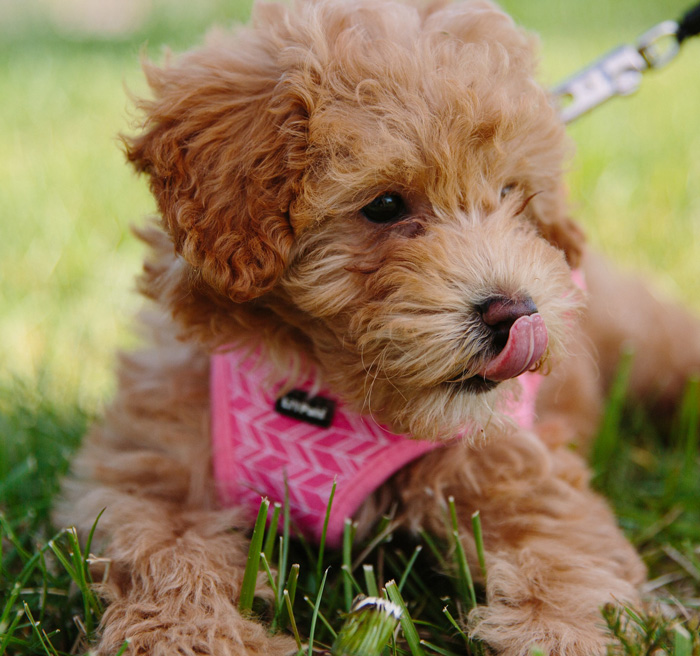 Maltipoo puppy in a pink harness lying on grass, licking its nose. Maltipoo puppy in a pink harness lying on grass, licking its nose.