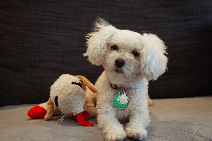 Maltipoo dog sitting on a couch with a plush toy, showcasing its fluffy coat and adorable expression. Maltipoo dog sitting on a couch with a plush toy, showcasing its fluffy coat and adorable expression.