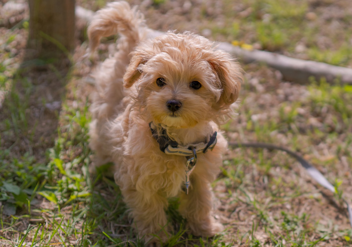 Cozy Maltipoo standing on grass, wearing a collar and looking up with curious expression. Cozy Maltipoo standing on grass, wearing a collar and looking up with curious expression.