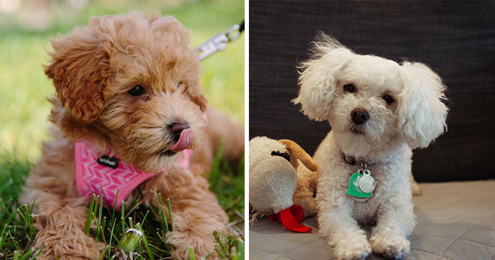 Maltipoo Dog Breed: FAQs, Health, and Care Info