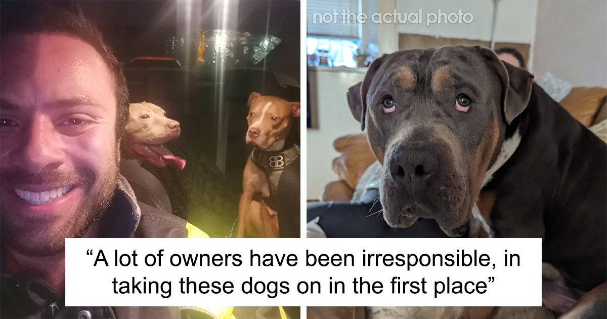 Kind-Hearted Man Saved Over 33 Dogs After XL Bully Dog Ban In England - Vimarsana News