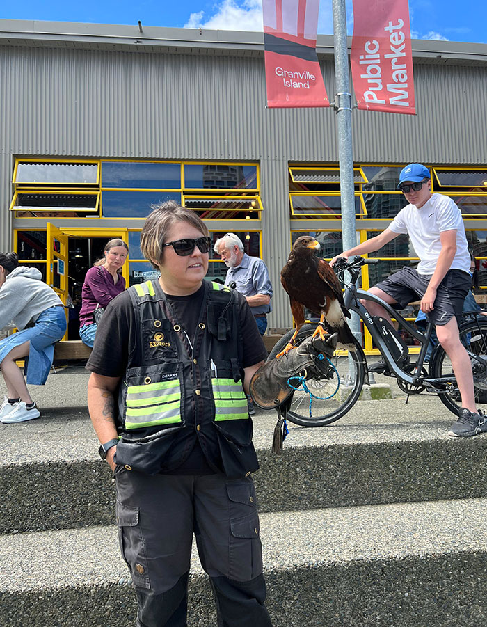 En Vancouver, hay cetreros con aves de presa entrenadas que han sido contratados para mantener alejadas a las gaviotas agresivas de las zonas públicas para comer