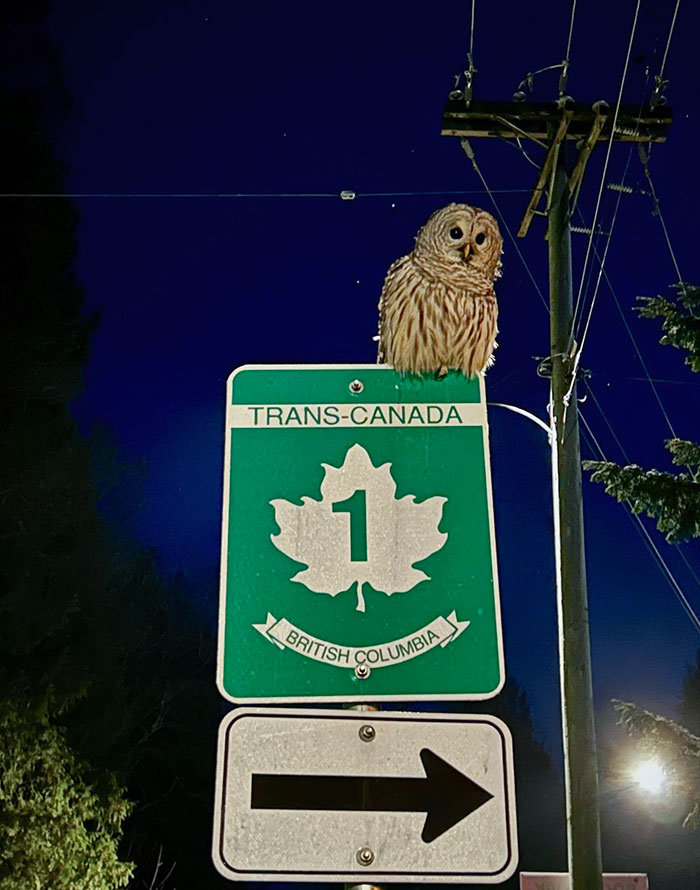 This Wise Local Helped Me With Directions Last Night