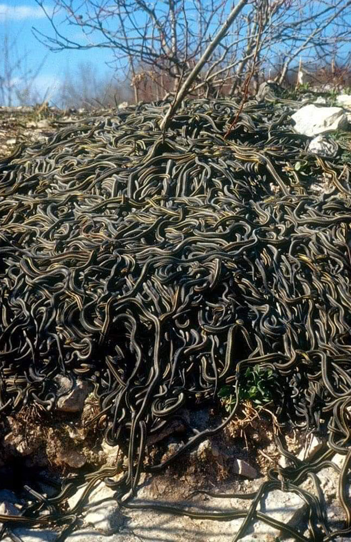 Garter Snakes Coming Out Of Hibernation And Gathering Into A Mating Ball Of Tens Of Thousands, In Southern Manitoba, Canada