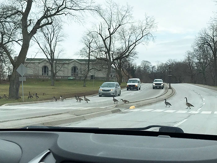 I Had A Super Canadian Moment Yesterday. Canada Geese Using The Crosswalk. We All Stopped To Let Them Cross