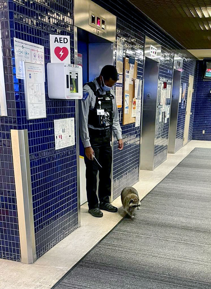 Hoy un mapache tuvo que ser escoltado por seguridad fuera del hospital donde trabajo