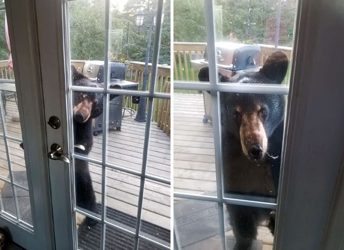 Meanwhile, At My Brother's House. You Can See It Trying To Open The Door