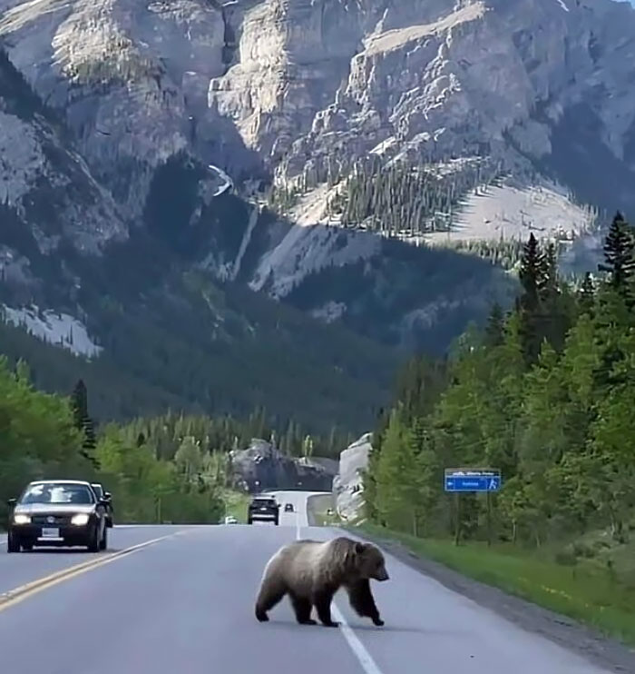 Brown Bear Casually Walking Across A Road In Banff, Canada