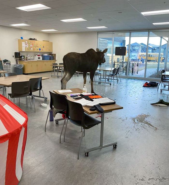 Welcome To Canada, Where Schools Are Broken Into By Moose