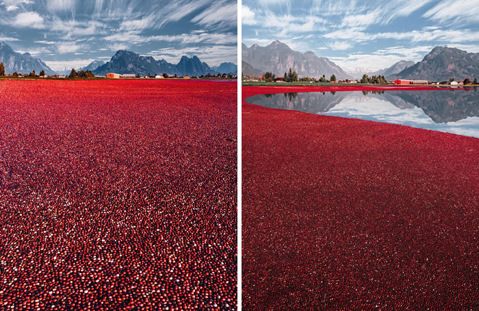 Harvesting Cranberries In Canada