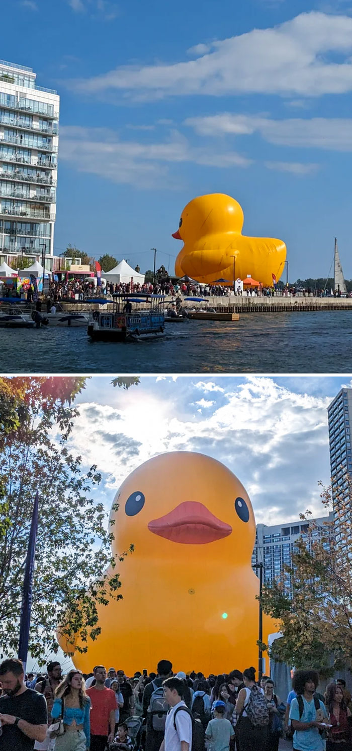 Giant Rubber Duck In Toronto
