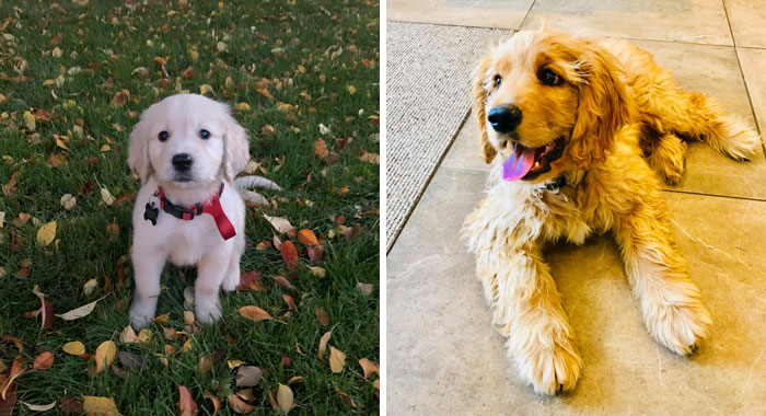 Miniature Golden Retrievers: The Ultimate Guide to the Mini Goldens