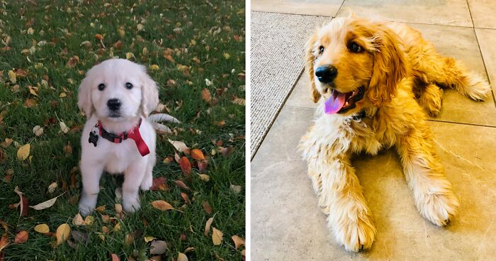 Miniature Golden Retrievers: The Ultimate Guide to the Mini Goldens