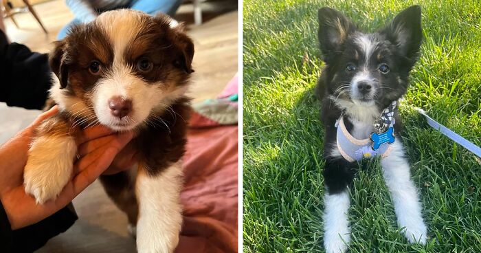 Miniature Australian Shepherd Dog Breed: Facts, Care, and Characteristics