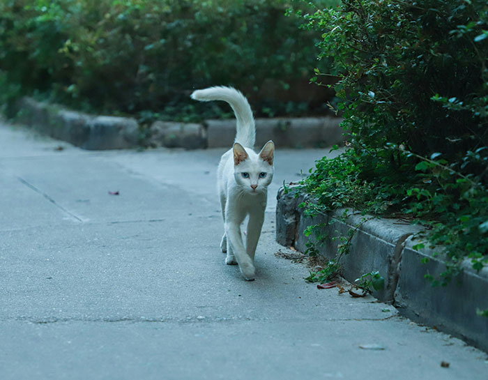 Short-coated white Cat Walking Near Bushes