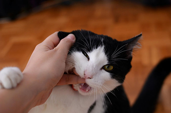 Black and white Cat Biting Persons Finger 