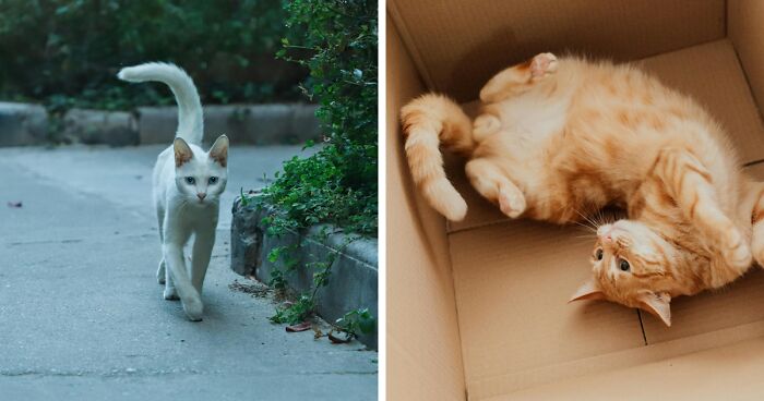 Mystery of Cat Tail Wagging and Their Language