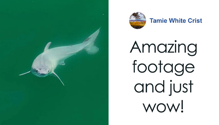 “Absolutely Mesmerizing”: Everyone’s Fawning Over First-Ever Photos Of A Baby Great White Shark